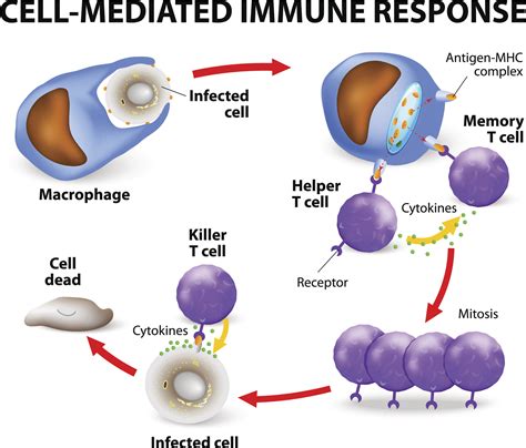 Lupus and Blood Cell Disorders .